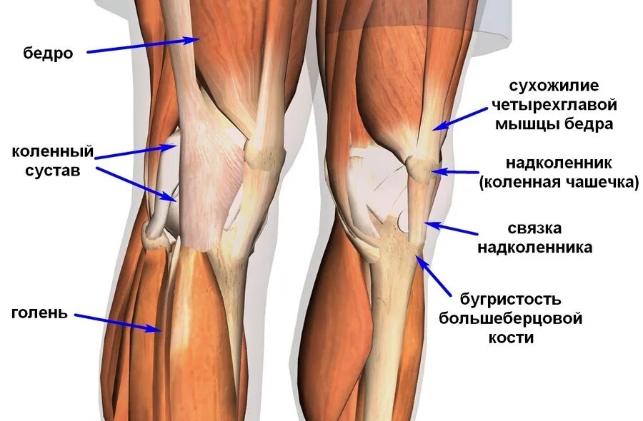 Что делать если болят ляжки