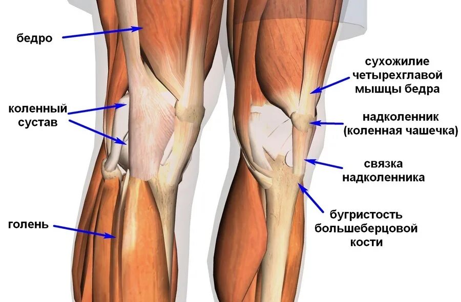 Что делать если болят ляжки. Строение коленного сустава связки и мышцы и сухожилия. Мышцы и связки коленного сустава анатомия. Мышцы коленного сустава анатомия. Мышцы коленного сустава анатомия человека.