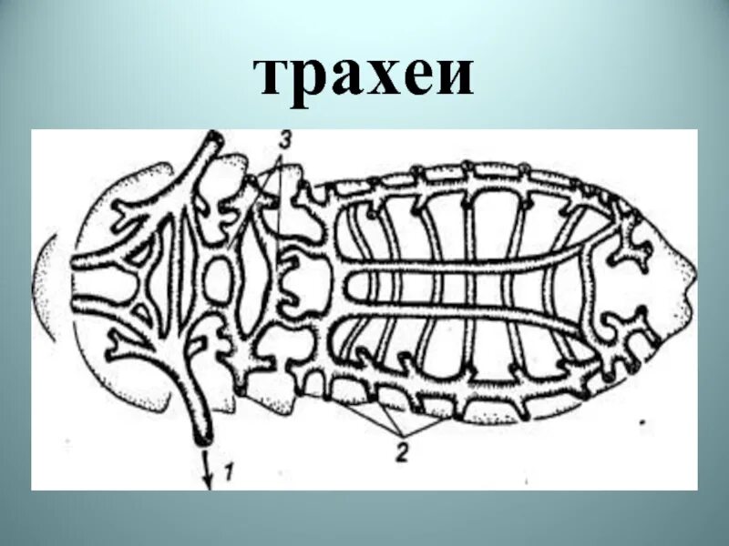 Трахейная система насекомых. Трахеи насекомых. трахеи членистоногих. строение трахей у насекомых. трахеи насекомых рисунок.