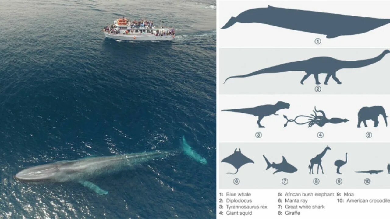 Самое большое животное жившее на земле. Синий кит Размеры и вес. Синий кит (длина 33 м). Габариты синего кита. Синий кит Размеры в сравнении.
