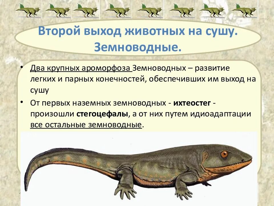Кто является вымершим предком земноводных. Ароморфозы земноводных. первое животное вышедшее на сушу. выход животных на сушу. выход земноводных на сушу.