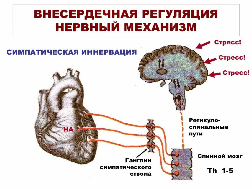 Схема регуляции деятельности сердца нервная. Внесердечные механизмы регуляции сердца. Вегетативная иннервация сердца схема. Схема симпатической иннервации сердца физиология. Парасимпатическая иннервация сердца