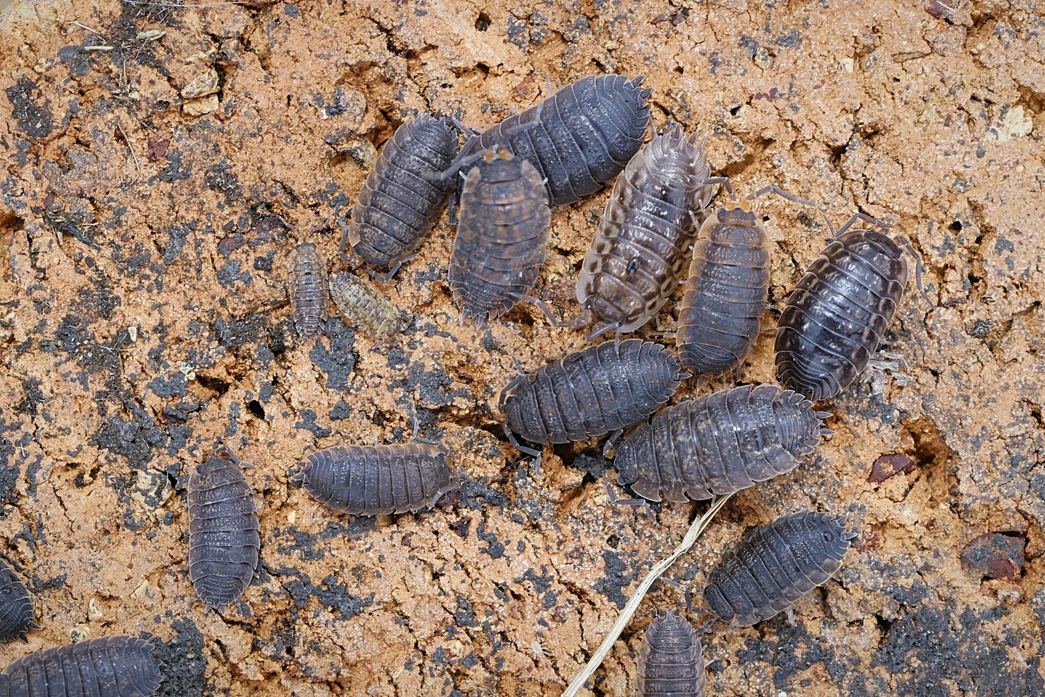 Скабер восход солнцев 5. Porcellio laevis. Porcellio expansus. Мокрицы Porcellio laevis Orange. Мокрицы Porcellio laevis Dairy Cow.