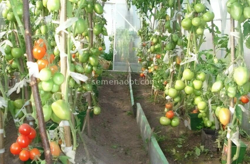 сорт помидор самарский. томат самара f1. томат самара характеристика. семена томат самара f1. томат розамарин f1 12шт гавриш.