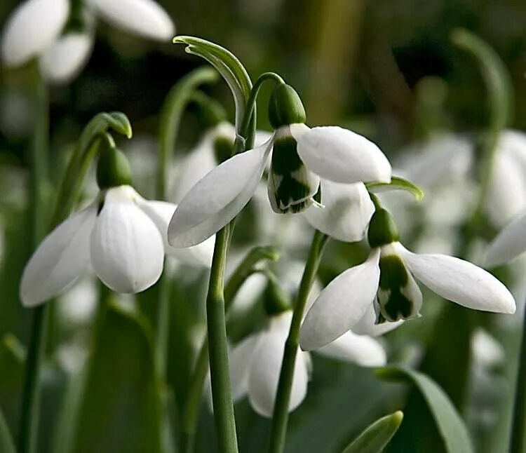 Галантус цветок фото и описание. Емукьщешщт Galanthus. Galanthus – «молочный цветок». Галантус Лавиния. Галантус элвесил (луковица).