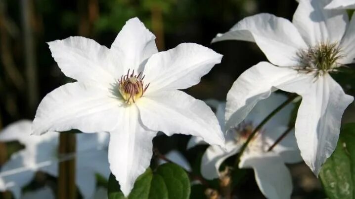 Клематис гибридный Белла Clematis hybriden Bella - KrapivaShop