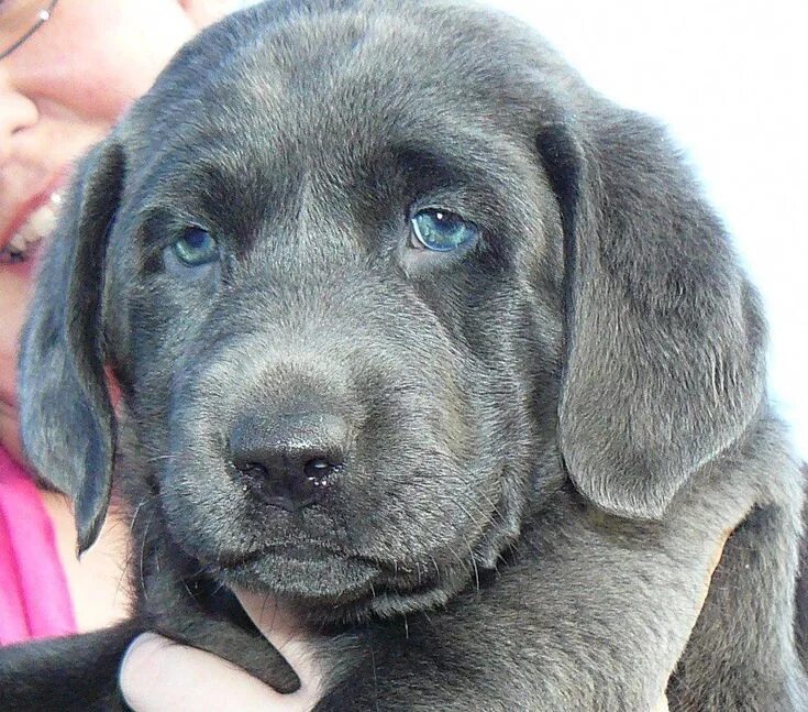 Silver lab