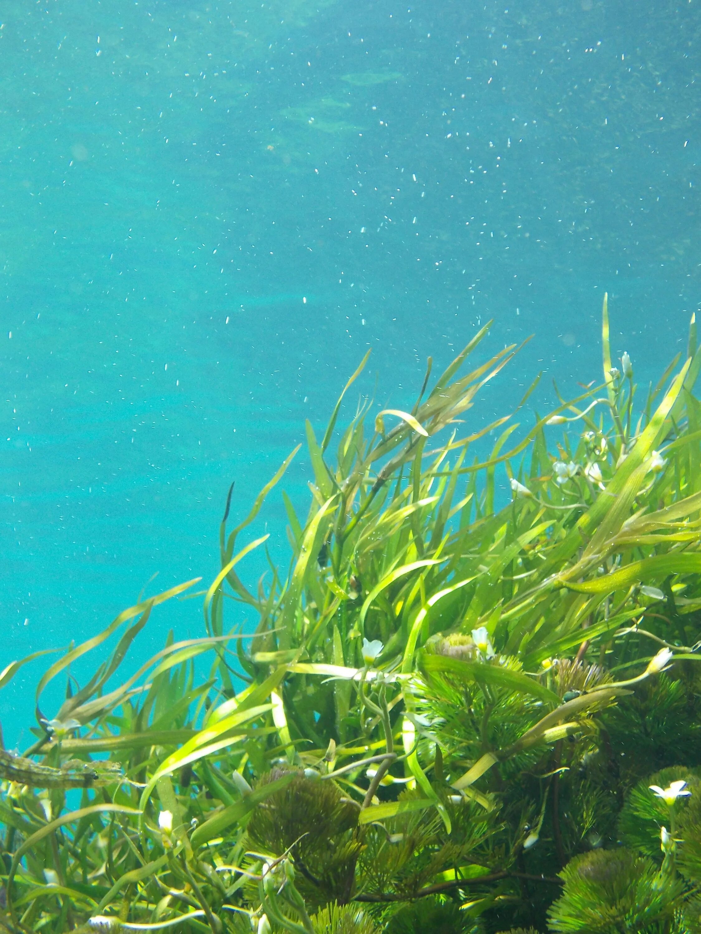 В воде рыбы водоросли. Зеленые водоросли Chlorophyta. Келп водоросли. Водоросли algae. Морская ламинария.