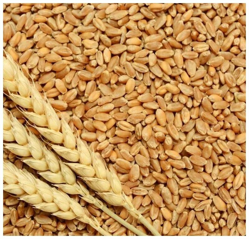 донская безостая озимая пшеница. почем пшеница. колос тритикале. почем пшеница. экспортные пошлины на зерно.