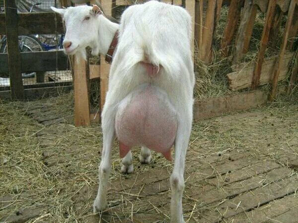 Девичьей молоко. Девичьей молоко. Станок для дойки коз. Девичьей молоко. Добрая коза альметьевск.