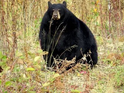 Bear before