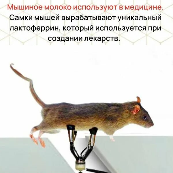 Дай мышь