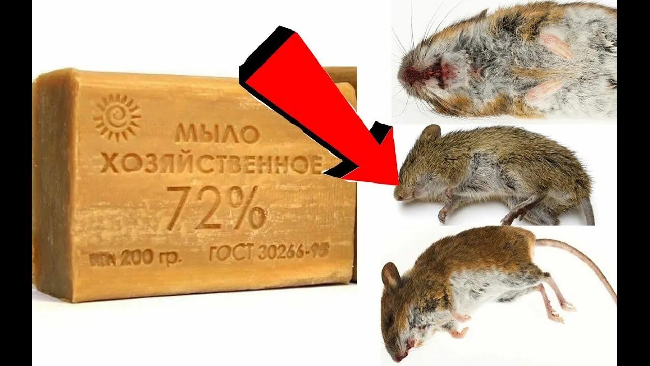 Как эффективно избавиться от мышей дома. Мыши в квартире. средство от мышей в доме. как бороться с крысами. борьба с мышами.