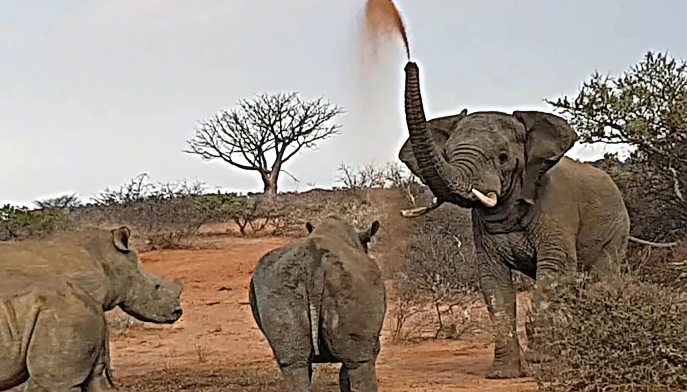 Африканские слон против носорога. Звериные баталии слон против носорога.