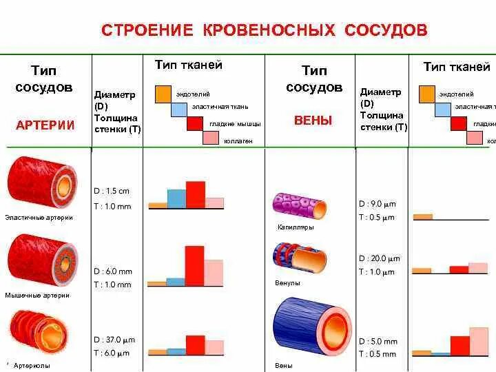 Кровеносные сосуды виды строение функции. Строение артерии и вен классификация. типы кровеносных сосудов и их строение. строение и классификация артерий. диаметр артерии вены капилляры.