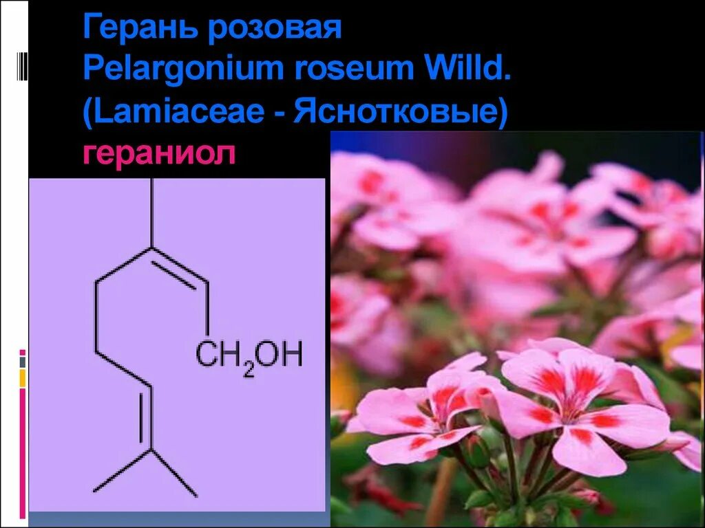 Гераниол что это. Pelargonium Roseum Willd. Герань Розеум. Гераниол. Гераниол формула.