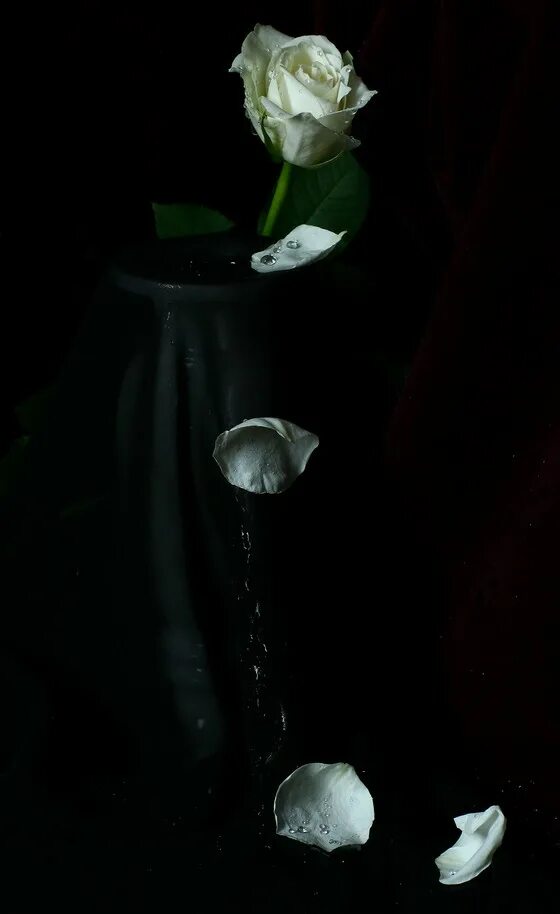 слезы белых роз