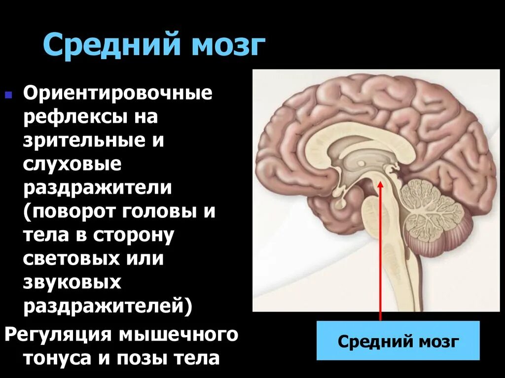 Центры ориентировочных рефлексов человека находятся в. Средний мозг. Средний мозг слуховые центры. Зрительные и слуховые ориентировочные рефлексы. Ориентировочный рефлекс.