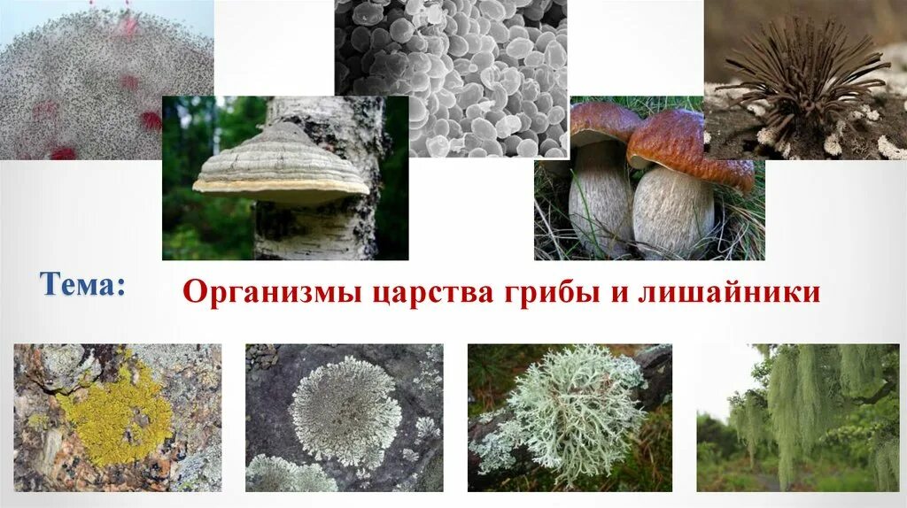 Царство лишайники таблица. Гриб и водоросль в лишайнике. Могут являться паразитами грибы или лишайники. Лишайники симбиотические организмы. Лишайники царство.