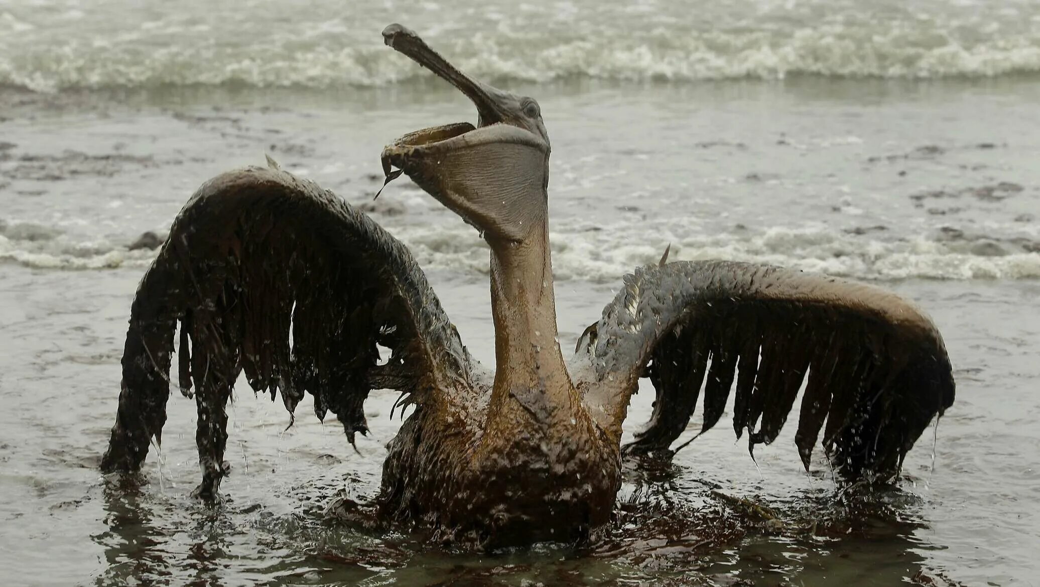 Животное в нефти. Экологическая катастрофа животные. Птицы. Пострадавшие от разлива нефти.