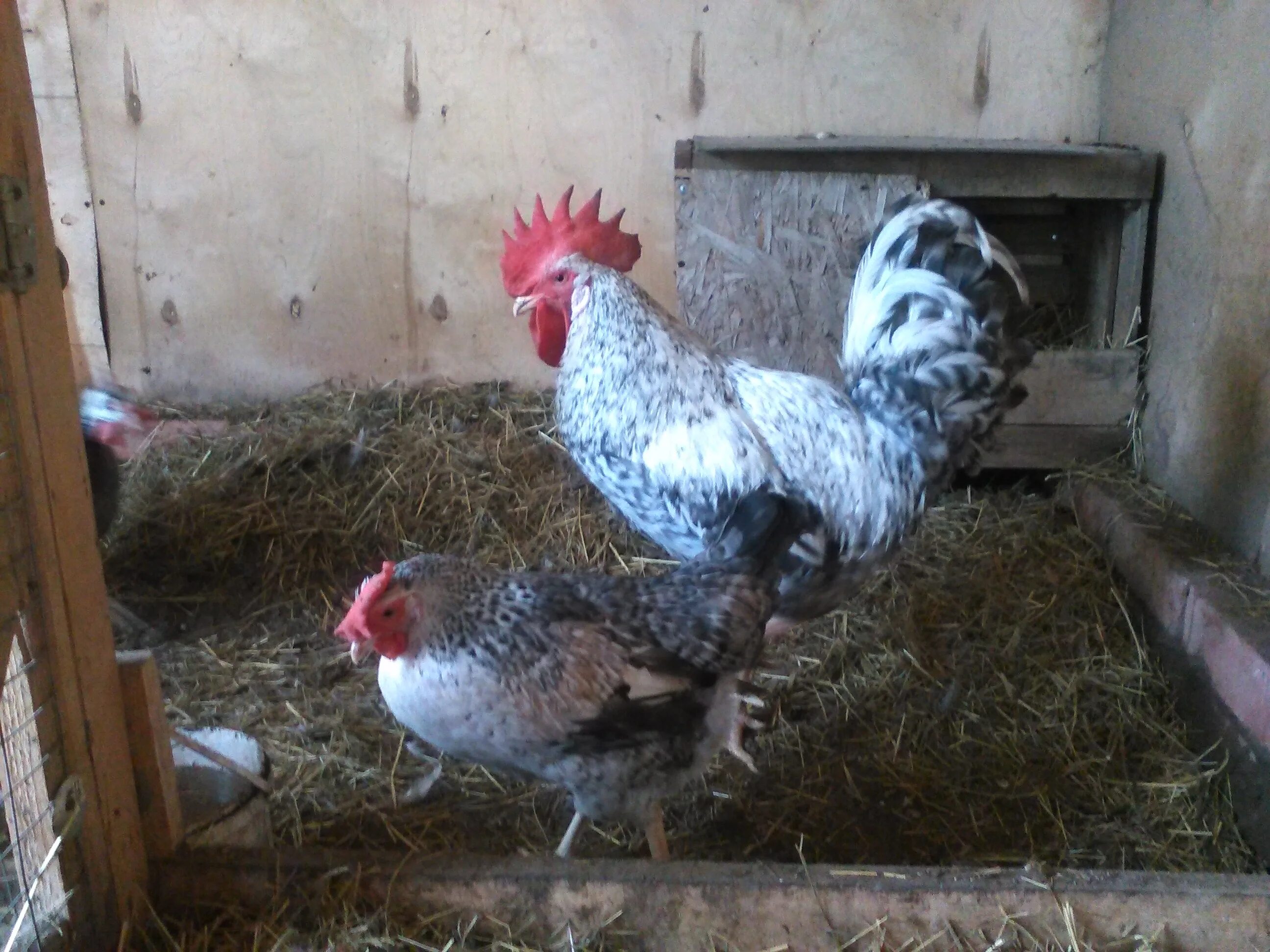 Леггорн борковская барвистая. Серебристый леггорн борковская барвистая. Фото барковской барвистой породы. Куры борковская барвистая. Серебристый леггорн борковская барвистая.