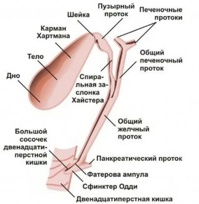 строение желчного пузыря и желчевыводящих путей человека. желчный пузырь и протоки анатомия. анатомия желчного пузыря и протоков. схема внепеченочных желчных протоков. желчный пузырь и протоки анатомия.