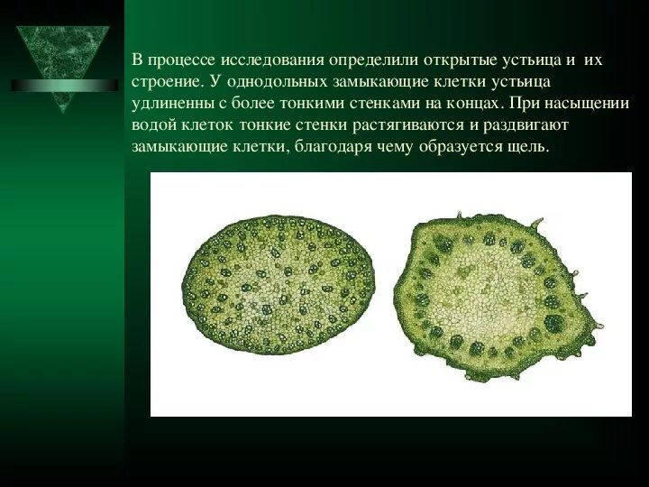 Пользуясь таблицей численность устьиц у некоторых растений. Пользуясь таблицей численность устьиц у некоторых растений
