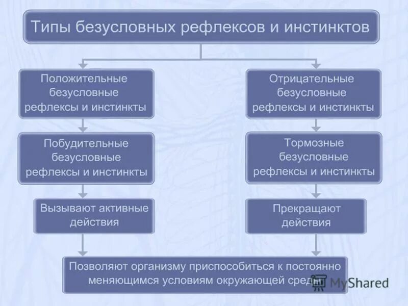 1 условный 2 безусловный. Безусловные рефлексы и инстинкты. Типы безусловных рефлексов и инстинктов. Положительные и отрицательные рефлексы. Положительные безусловные рефлексы примеры.