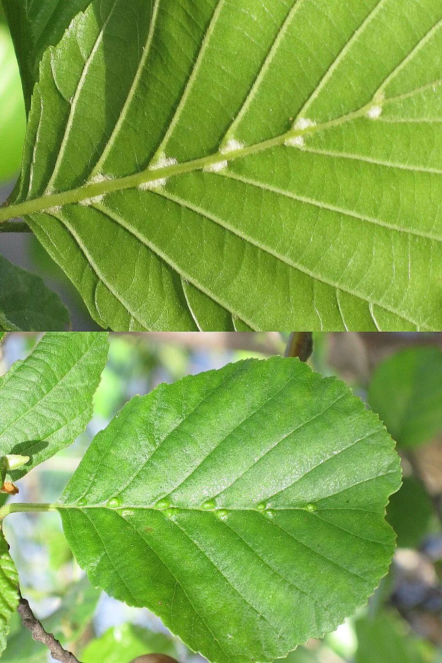 Eriophyes inangulis. Ольха габитус. Лист ольхи. Ольха серая листья.