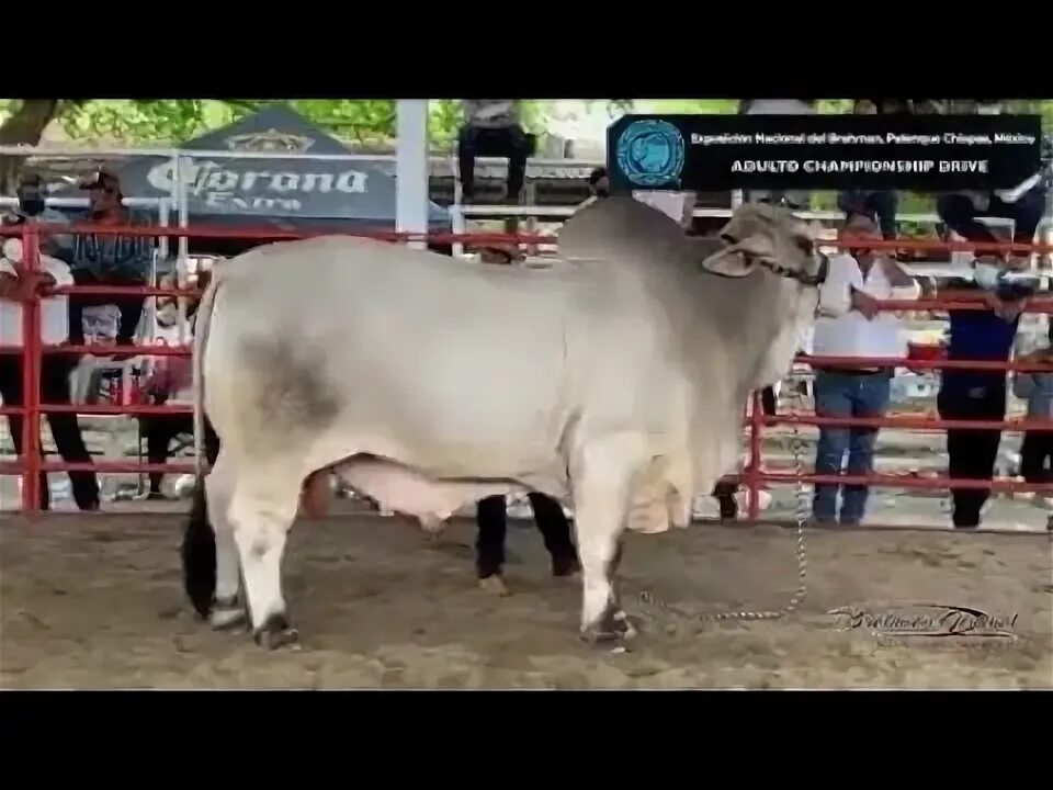 Styling bull. Styling bull