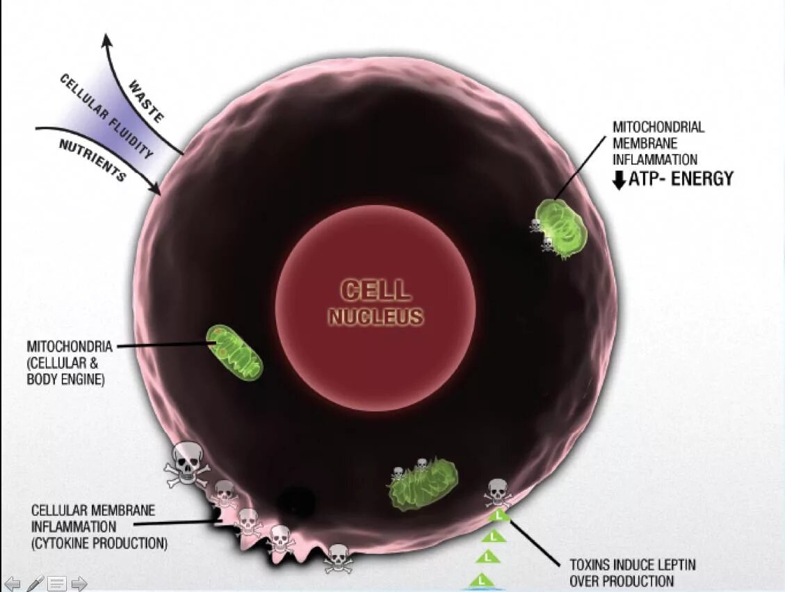 Inflammation Cell. Клетки воспалительного ряда. Cell pod. Инфлейв плюс как выглядет из нутри.