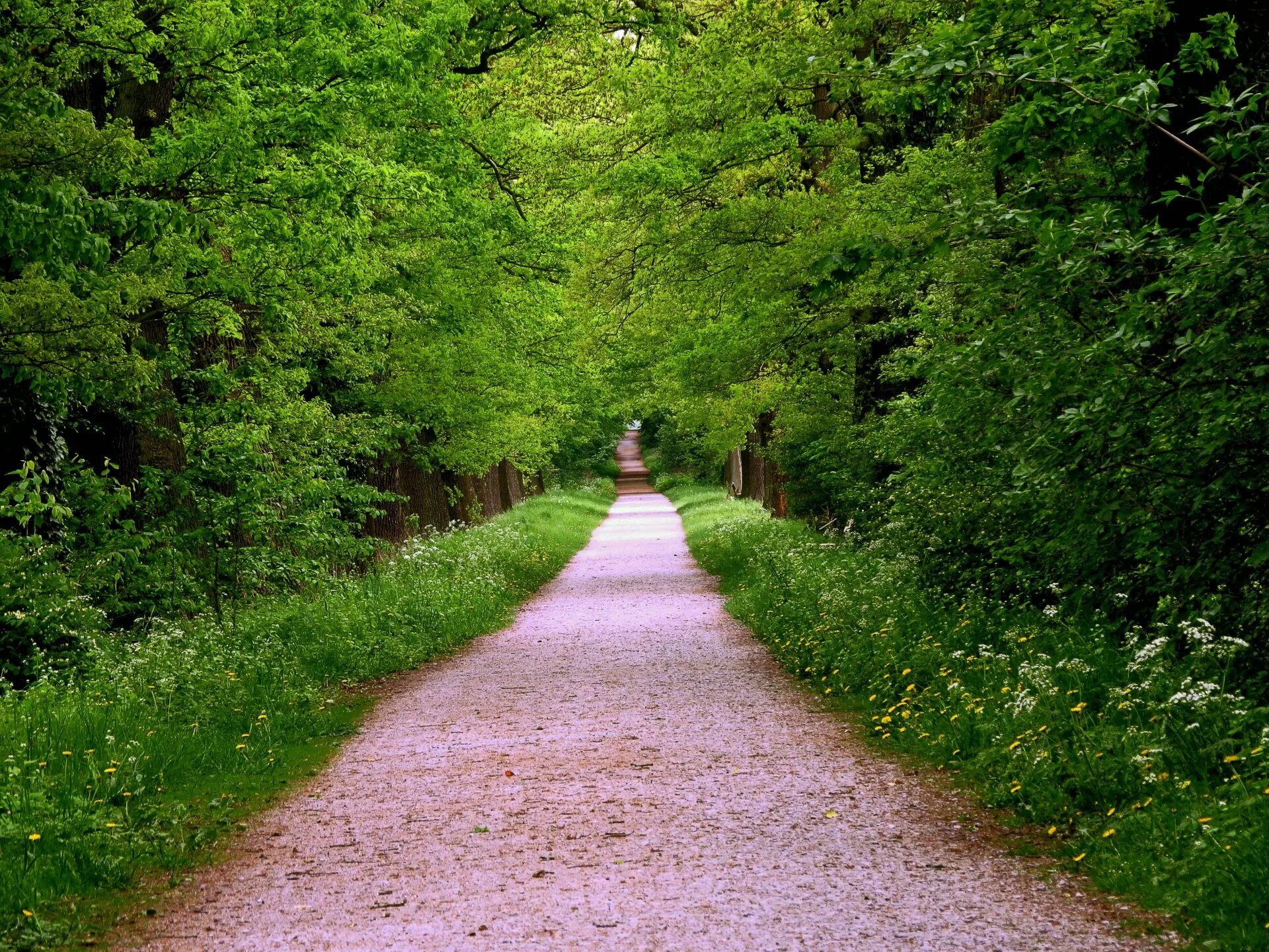 Тропинка в лесу. Тропинка в парке. Лесная дорога. Красивый лес с тропинкой.