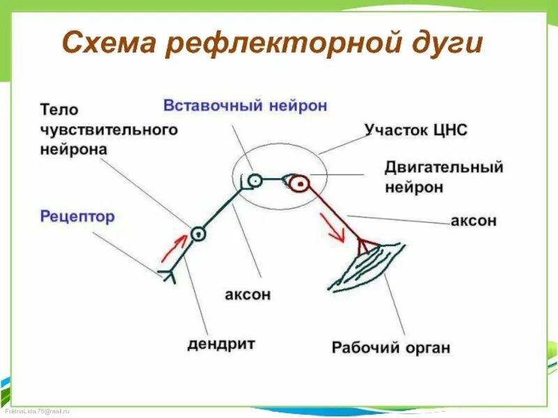 Биология строение рефлекторной дуги. Схема строения простой рефлекторной дуги. Схема трехнейронной рефлекторной дуги двигательного рефлекса. Схема простейшего рефлекторной дуги.