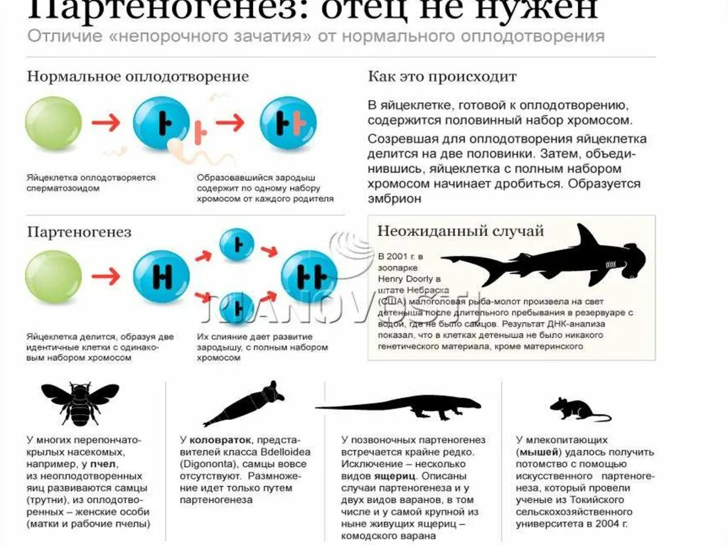 Партеногенез вид размножения. Партеногенез у ящериц. Партеногенез у позвоночных животных. Партеногенез набор хромосом.