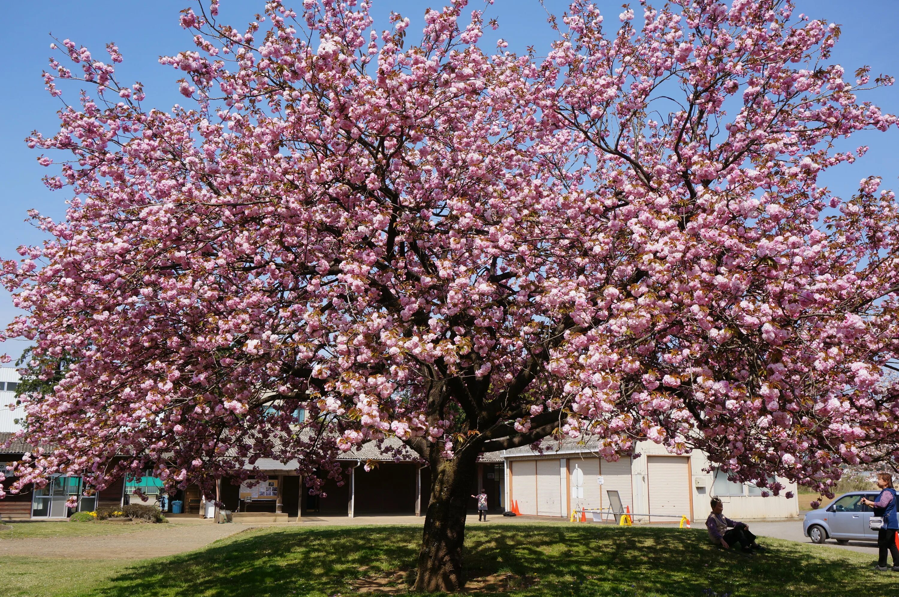 Prunus перевод. Сакура Канзан. Prunus serrulata Kanzan. Сакура Канзан Вики. Вишня Канзан.