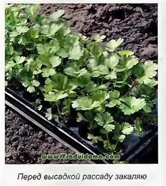 Схема посадки сельдерея черешкового в открытый. Сельдерей черешковый. Когда высаживать сельдерей в открытый грунт рассадой. Посадка сельдерея черешкового на рассаду в 2024. Рассада сельдерея черешкового.