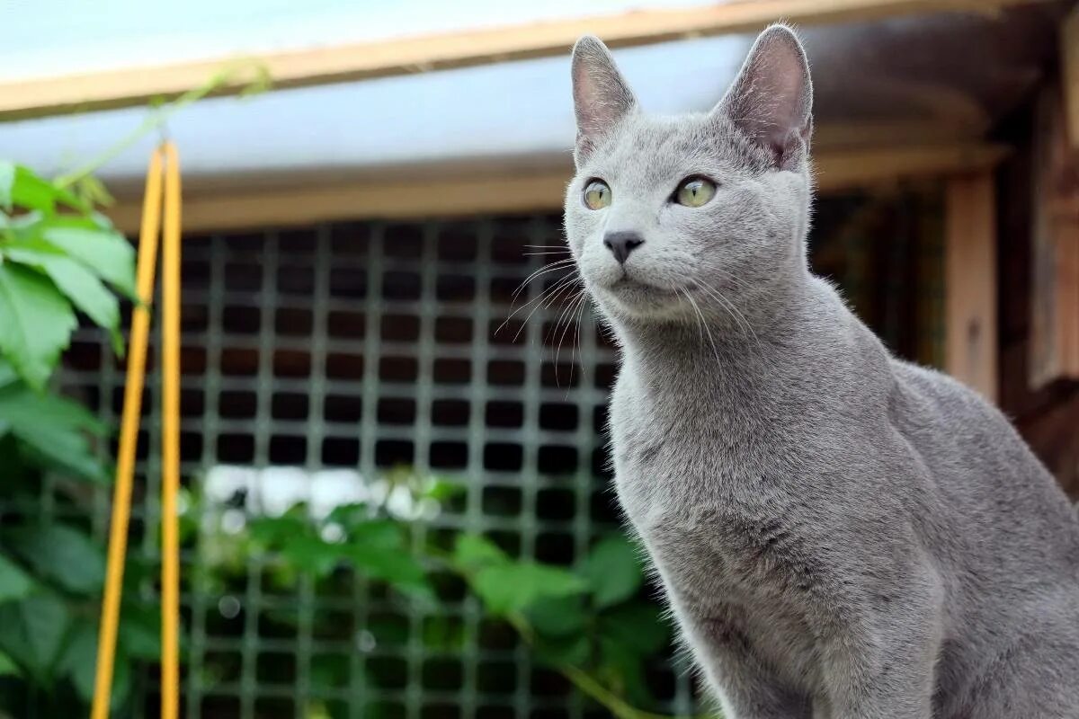 Русская голубая питомник trozayar. Питомник русской в москве. Питомник русских голубых кошек. Русская голубая кошка питомник. Питомник русских голубых кошек в санкт-петербурге.