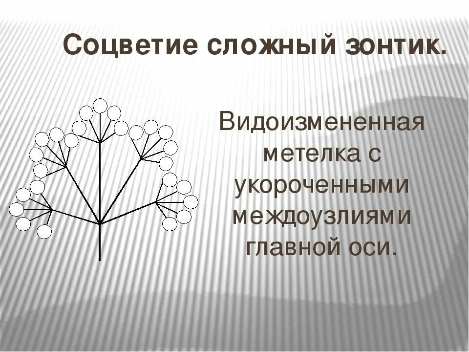 Характерные признаки соцветия зонтик. Сложный зонтик. сложные соцветия сложный зонтик. рисунок соцветия сложный зонтик. строение соцветия сложный зонтик.