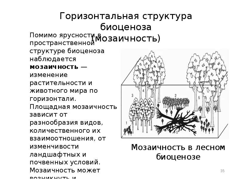 Биогеоценоз изменчивость. Циклические процессы в биогеоценозе. Суточные изменения в биогеоценозе. Горизонтальная мозаичность экосистемы. Развитие биогеоценозов