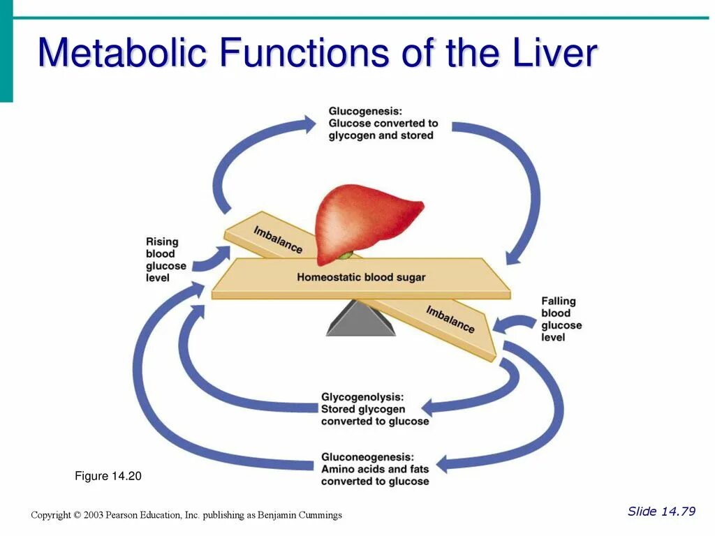 Liver function. Liver hormones. liver metabolism functions animation. function.