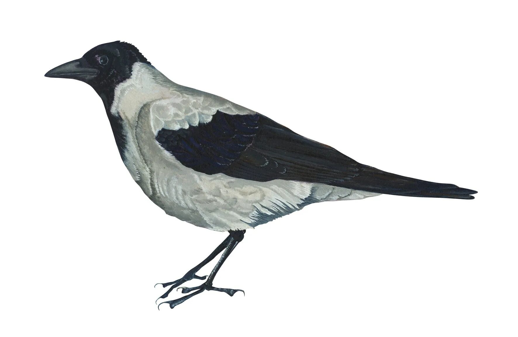 Серая ворона на белом фоне. Картинка ворона для детей на прозрачном фоне. Ворона на белом фоне. Картинка ворона для детей на прозрачном фоне. Дети ворона.