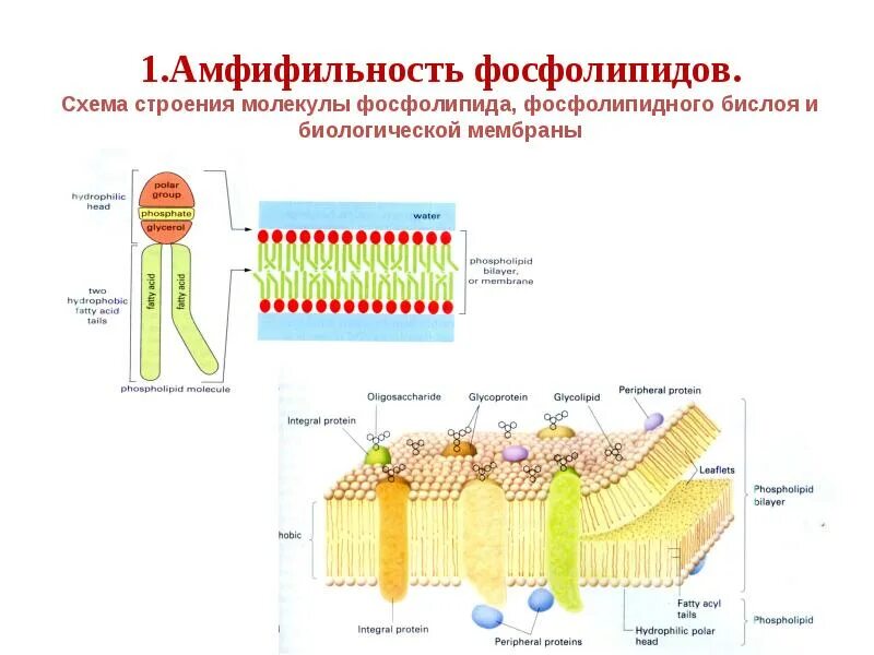 Строение фосфолипидов в мембране. Фосфолипиды в мембране строение. схема фосфолипиды мембран. фосфолипидная мембрана строение. строение биомембран биохимия.