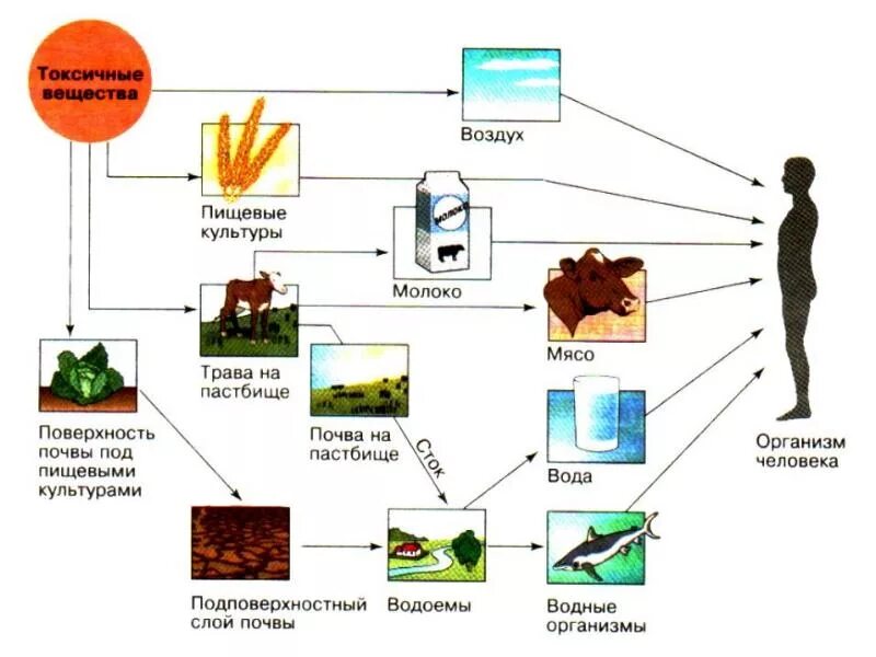 Влияние окружающей на развитие организмов. Влияние загрязненных веществ на живые организмы. Влияние загрязняющих веществ на организмы. Влияние загрязнений на живые организмы схема. Воздействие атмосферного загрязнения на живые организмы.