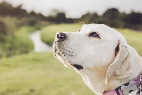 Dogs dreams