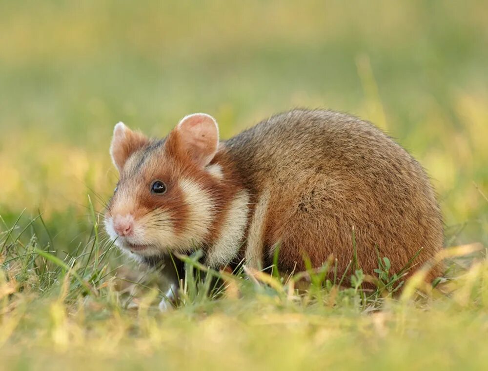 Обитания хомяков. Обыкновенный хомяк Cricetus Cricetus. Хомяк полевой обыкновенный. Калмыкия хомяк Степной. Хомяк Степной обыкновенный.