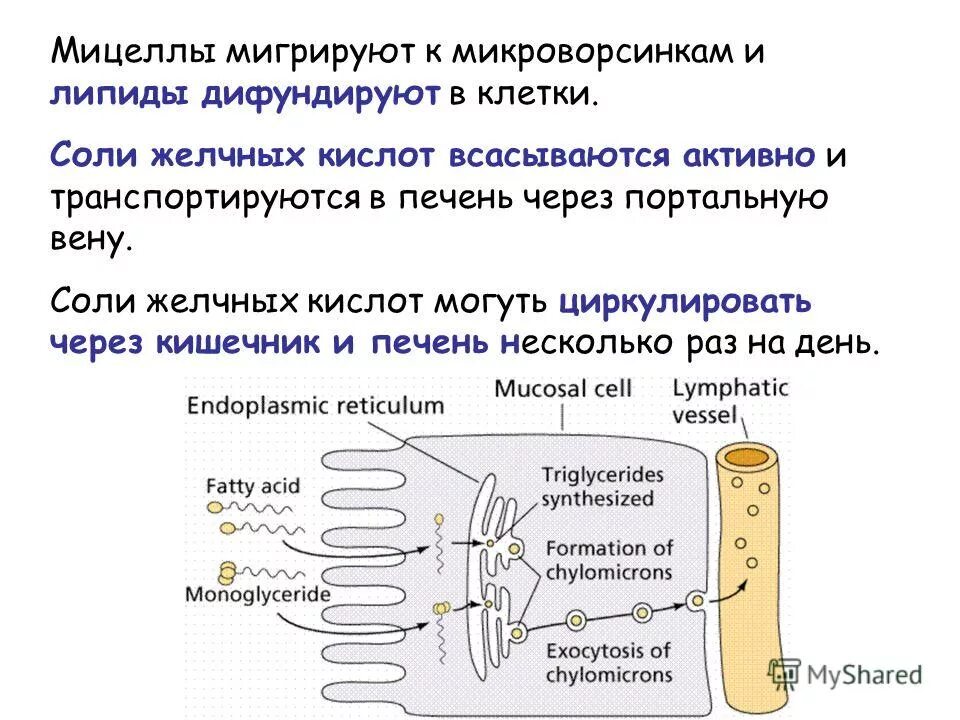 Липиды желчных кислот