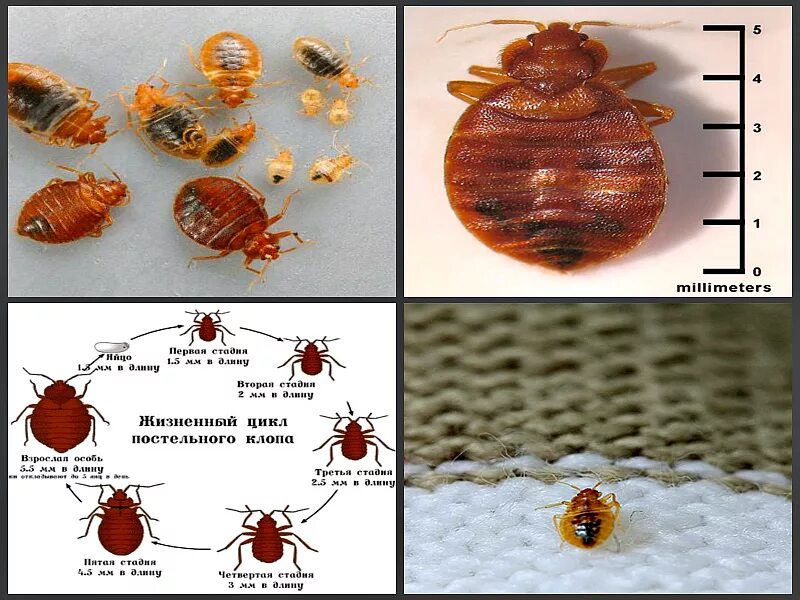 Имаго постельного клопа. Цикл развития постельного клопа. Жизненный цикл клопов постельных. Жизненный цикл клопа постельного по дням.