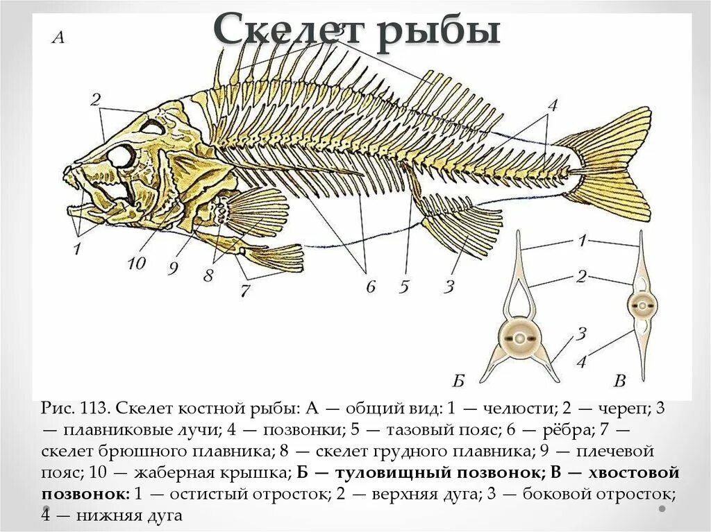 Скелет костной рыбы рис 113. Туловищный позвонок костной рыбы. Судак строение скелета. Опорно двигательная система система рыб.