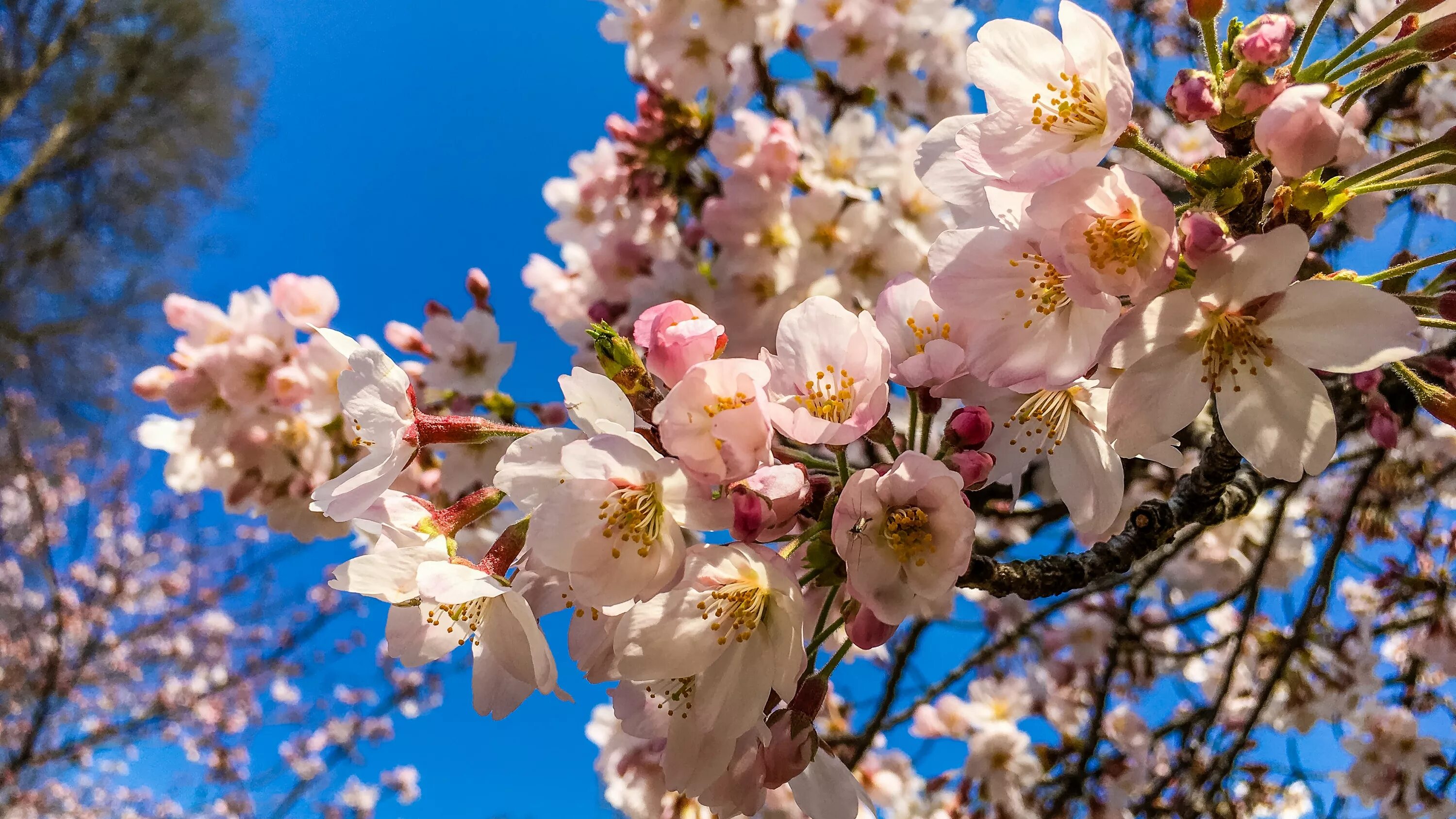 Цветок 4 апреля. Цветущая вишня. Апрель природа. Цветущий апрель. Майские цветы.