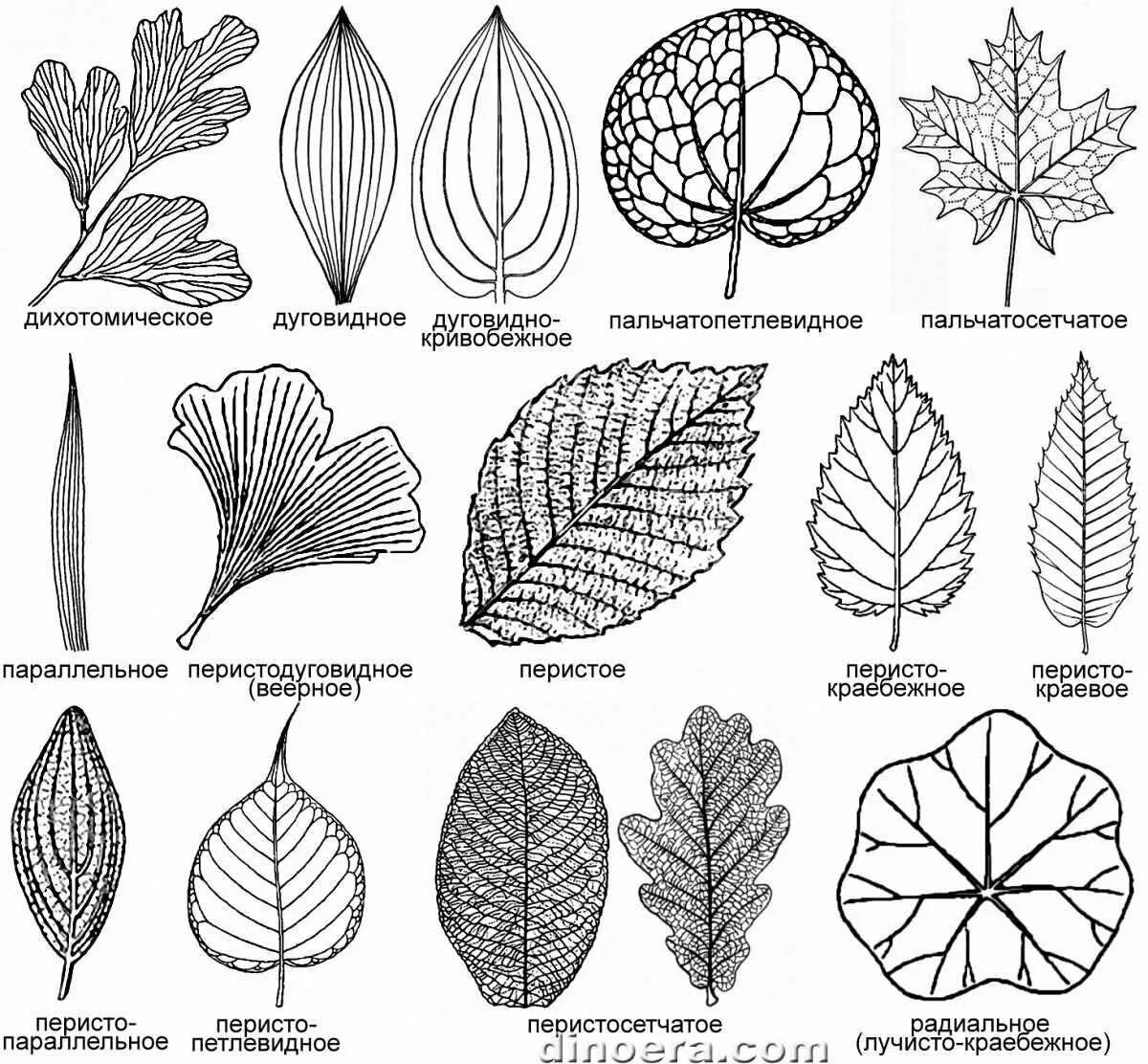 См листья по краю. Пальчатое жилкование листьев. Жилкование листовой пластинки. Типы желкование листьев. Перисто сетчатое жилкование листа.